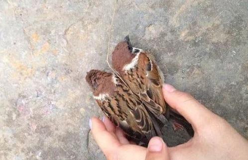 milan米兰app官网