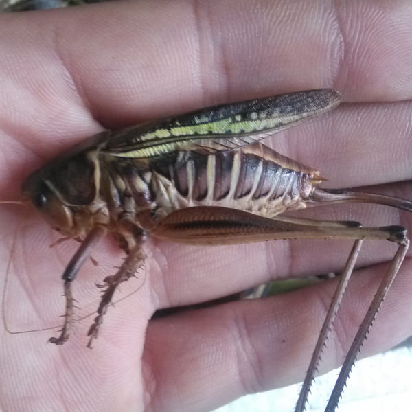 milan米兰app官网